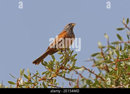 Maison Bunting (Emberiza striolata sahari) Homme adulte perché sur le Bush marocain Mai Banque D'Images