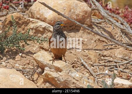 Maison Bunting (Emberiza striolata sahari) Homme adulte perché sur le rocher du Maroc Mai Banque D'Images