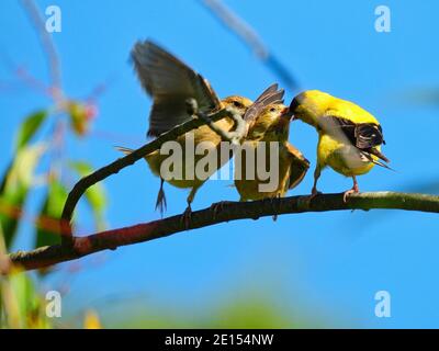 Goldfinch Bird Feeds Babies: Un père oiseau de Goldfinch américain tente de nourrir deux bébés de finch affamés qui combattent la nourriture pendant qu'ils sont perchés Banque D'Images