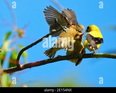 Goldfinch Bird Feeds Babies: Un père oiseau de Goldfinch américain tente de nourrir deux bébés de finch affamés qui combattent la nourriture pendant qu'ils sont perchés Banque D'Images