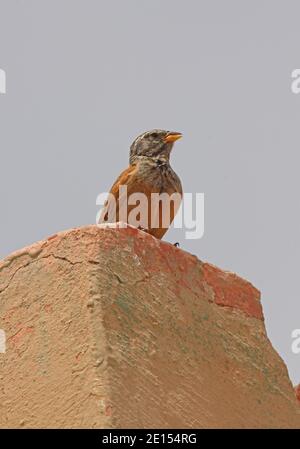 Maison Bunting (Emberiza striolata sahari) Un homme adulte chante du bâtiment du Maroc Mai Banque D'Images