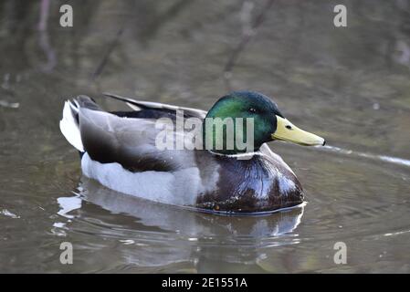 Canard colvert mâle (Anas platyrhynchos) natation sur le lac, profil droit gros plan du corps complet, reflété dans l'eau en Angleterre en hiver Banque D'Images