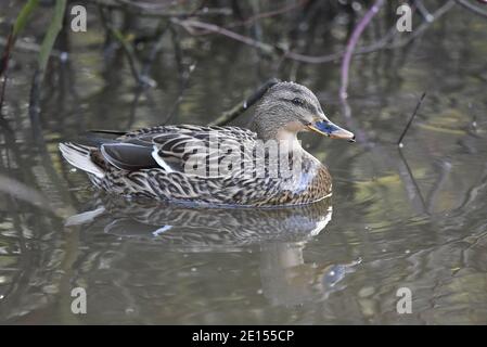 Femelle Canard colvert (Anas platyrhynchos) natation sur le lac, profil droit de plein corps de gros plan, reflété dans l'eau en Angleterre en hiver Banque D'Images