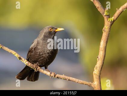 Blackbird, Homme, Turdus, perché sur un jardin britannique, hiver 2020 Banque D'Images