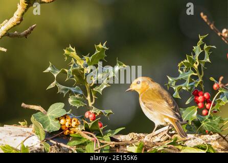 Erithacus rubecula, Robin européenne, entouré de houx et de baies, christamas 2020 au Royaume-Uni Banque D'Images