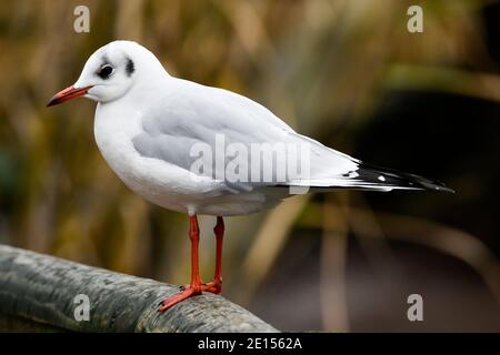 Tête noire dans le plumage adulte d'hiver (Chericocephalus ridibundus). Banque D'Images