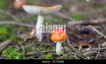 Panorama avec mouche agaric (nom latin : Amanita muscaria). En arrière-plan, un champignon plus grand. Banque D'Images