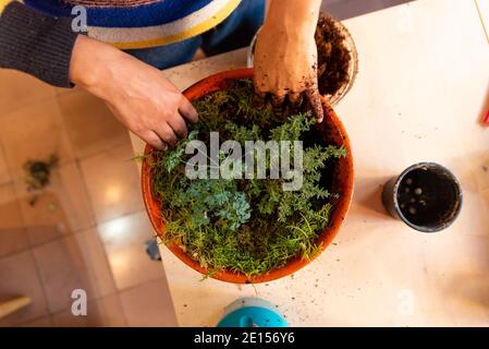 femme jardinant à la maison. mains sales dans le sol planter des plantes à la maison fait des fleurs pot pendant le verrouillage. prendre soin des plantes à la maison avec le soleil naturel Banque D'Images