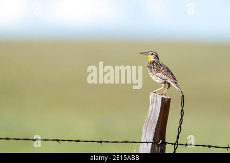 WESTERN meadowlark, Sturnella neglecta, sur un poste de fencepost, comté de Wallowa, Oregon. Banque D'Images