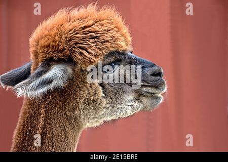 Portrait Alpaca gros plan rouge Banque D'Images