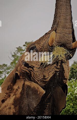 Vue en portrait de l'éléphant avec la tête relevée manger de la paille Banque D'Images