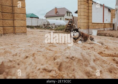 Alaskan Malamute se trouve à la porte de la maison - chien de garde Banque D'Images