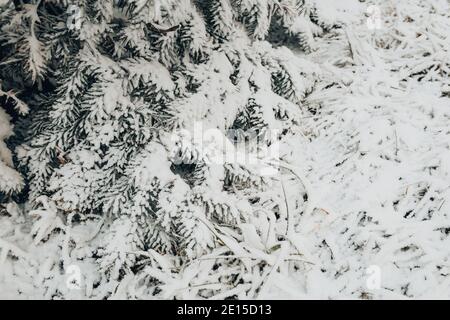 Hiver forêt givrée jour - aiguilles couvertes de neige blanche gros plan Banque D'Images