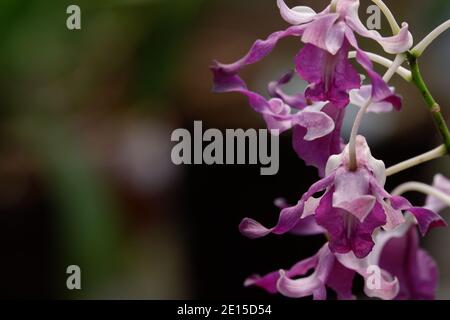 image de gros plan sélective de l'orchidée dendrobium mauves fleurs pleine fleur dans le jardin isolé flou arrière-plan Banque D'Images