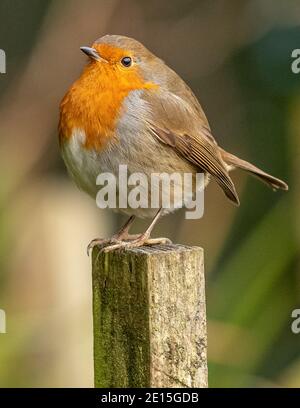 Rouge de Robin Banque D'Images