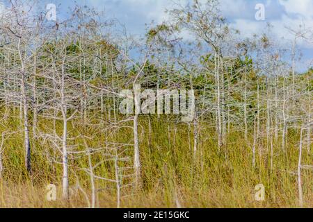 Les marais des Everglades Banque D'Images