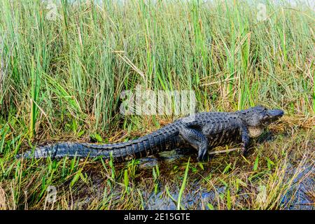 Un alligator dans les Everglades Banque D'Images