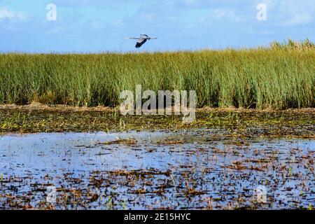 Un héron volant au-dessus de la haute herbe et des marais dedans Le parc national des Everglades Banque D'Images