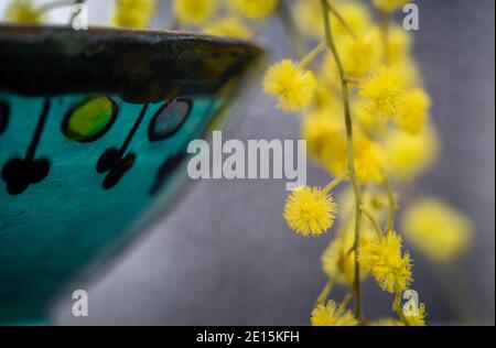 Fleurs de Mimosa isolées dans une poterie en céramique peinte en bleu sur fond gris. Gros plan, photo à faible profondeur Banque D'Images