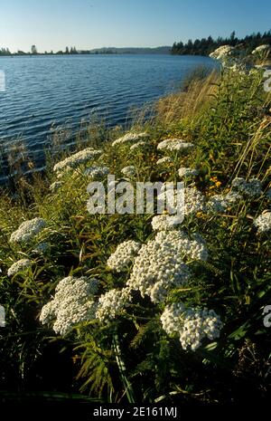 Baie de Youngs River avec yarrow occidental, Astoria, Oregon Banque D'Images