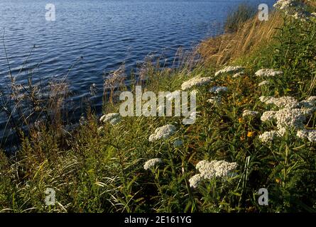 Baie de Youngs River avec yarrow occidental, Astoria, Oregon Banque D'Images