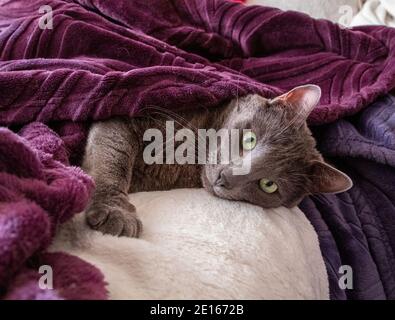 Un chat bleu russe se prélassant sous des couvertures violettes Banque D'Images