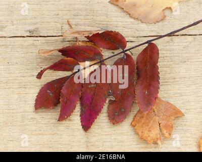 Feuille de Rowan automnale dans la Moor Noire, Rhode, Allemagne Banque D'Images