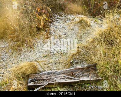 Frosty Grass - UNE promenade sur le sentier de découverte olympique, près du parc de Railroad Bridge. Le soleil touche une zone couverte de givre d'herbe brune et une vieille bûche. Banque D'Images