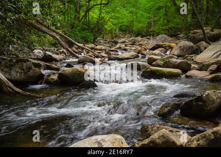 Great Smoky Mountains au printemps.Rivière qui se précipite au milieu d'une végétation luxuriante au printemps dans le parc national des Great Smoky Mountains, dans le Tennessee. Banque D'Images