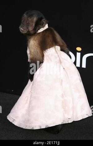 Monkey arrivant pour la première de la partie II du hangar au Grauman's Chinese Theatre à Hollywood, Californie, le 19 mai 2011. Photo de Tony DiMaio/ABACAPRESS.COM Banque D'Images