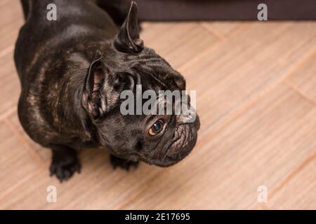 chien de taureau français noir à la maison Banque D'Images