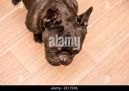 chien de taureau français noir à la maison Banque D'Images