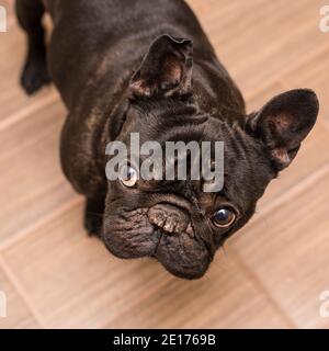 chien de taureau français noir à la maison Banque D'Images
