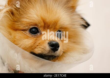 Chien pomeranien triste en col élisabéthain, cône en plastique, protection médicale de l'animal. Copier l'espace. Gros plan. Banque D'Images