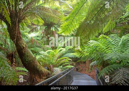 Maits Rest Rainforest Walk Banque D'Images