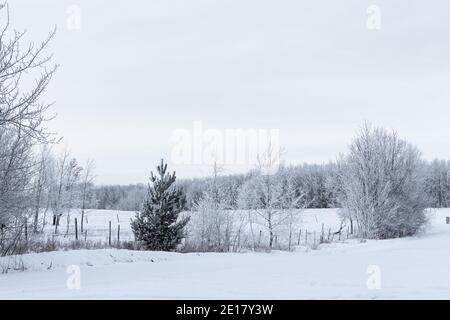 champ et route hivernaux, arbres couverts de gel et neige au sol Banque D'Images