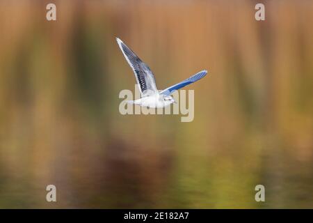 Little Gull (Hydrocoloeus minutus) dans un plumage non reproducteur volant dans des paysages d'automne colorés pendant l'été indien, Baden-Wuerttemberg, Allemagne Banque D'Images