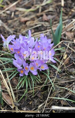 Crocus précoce violet-violet (Crocus tommasinianus) Le violet de Whitewell fleurit dans un jardin en mars Banque D'Images