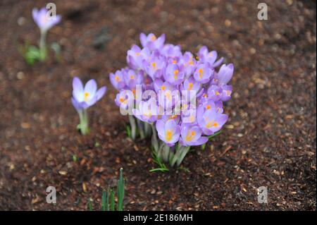 Crocus précoce violet-violet (Crocus tommasinianus) Le violet de Whitewell fleurit dans un jardin en février Banque D'Images