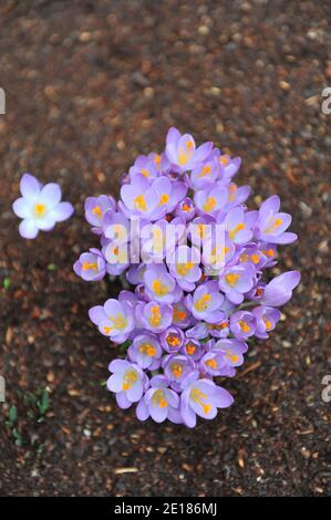 Crocus précoce violet-violet (Crocus tommasinianus) Le violet de Whitewell fleurit dans un jardin en février Banque D'Images