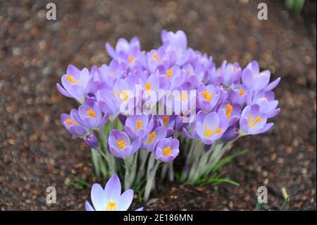 Crocus précoce violet-violet (Crocus tommasinianus) Le violet de Whitewell fleurit dans un jardin en février Banque D'Images