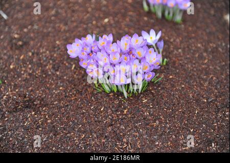 Crocus précoce violet-violet (Crocus tommasinianus) Le violet de Whitewell fleurit dans un jardin en février Banque D'Images