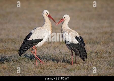 Couple de reproduction de White Stork (Ciconia ciconia) avec des hommes et des femmes sur prairie glacée, Bade-Wurtemberg, Allemagne Banque D'Images