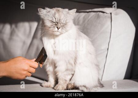 Homme se brossant joli chat gris à poil long. Le chat doux adore être brossé Banque D'Images