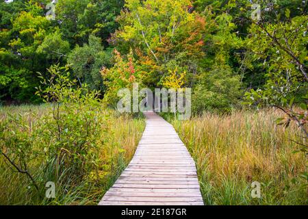 Sentier de promenade diminuant dans la forêt au parc national populaire de Ludington au Michigan. Banque D'Images