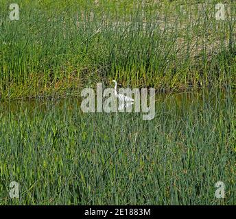 Common Egret, Casmerodius albus, Alameda Creek, East Bay Regional Park District, EBRP, Union City, CA, Californie, États-Unis, Banque D'Images