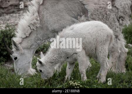 Mountain Goat descendant la colline sur le sentier dans Glacier National Le parc Goat Kid tombe le long de Side Mother dans le champ Parc national des Glaciers Banque D'Images