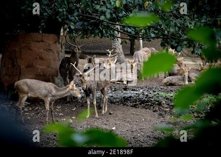 Cerf Sika debout dans son habitat. Banque D'Images