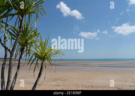 Arbres de pandanus sur la plage Banque D'Images