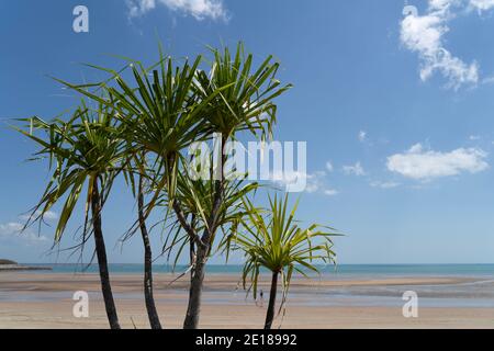 Arbres de pandanus sur la plage Banque D'Images